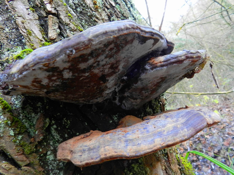 Ganoderma sp.??